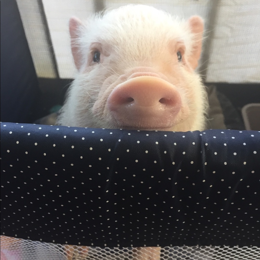 Meet your Posher, Ameila
